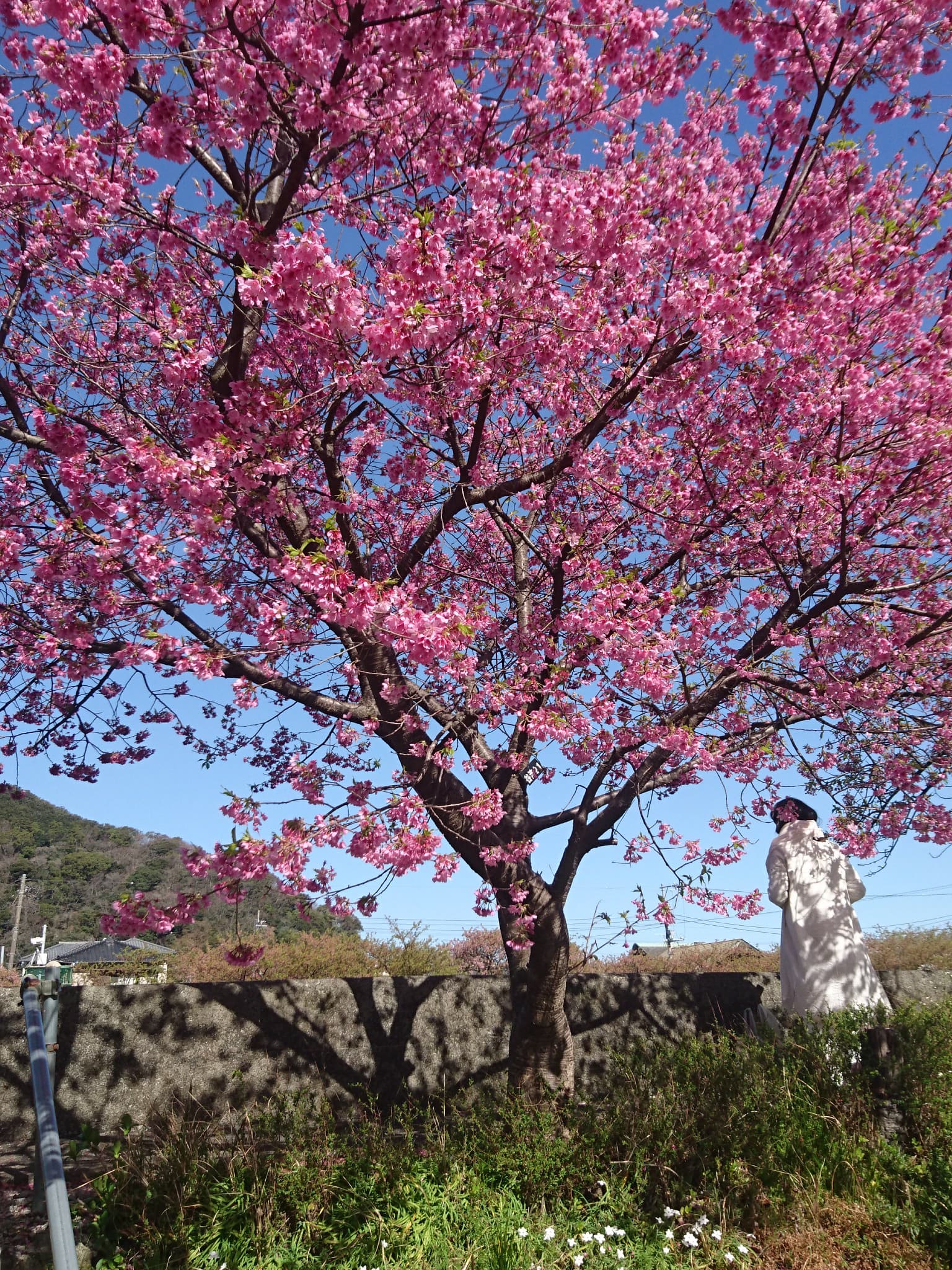 桜まつりにひな祭り！！伊豆東海岸で春先取りオマツリツアーのススメ