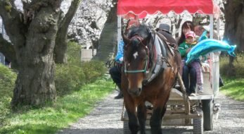 そうだ、北へ。『みちのく三大桜の名所』のススメ！　※2019年情報更新