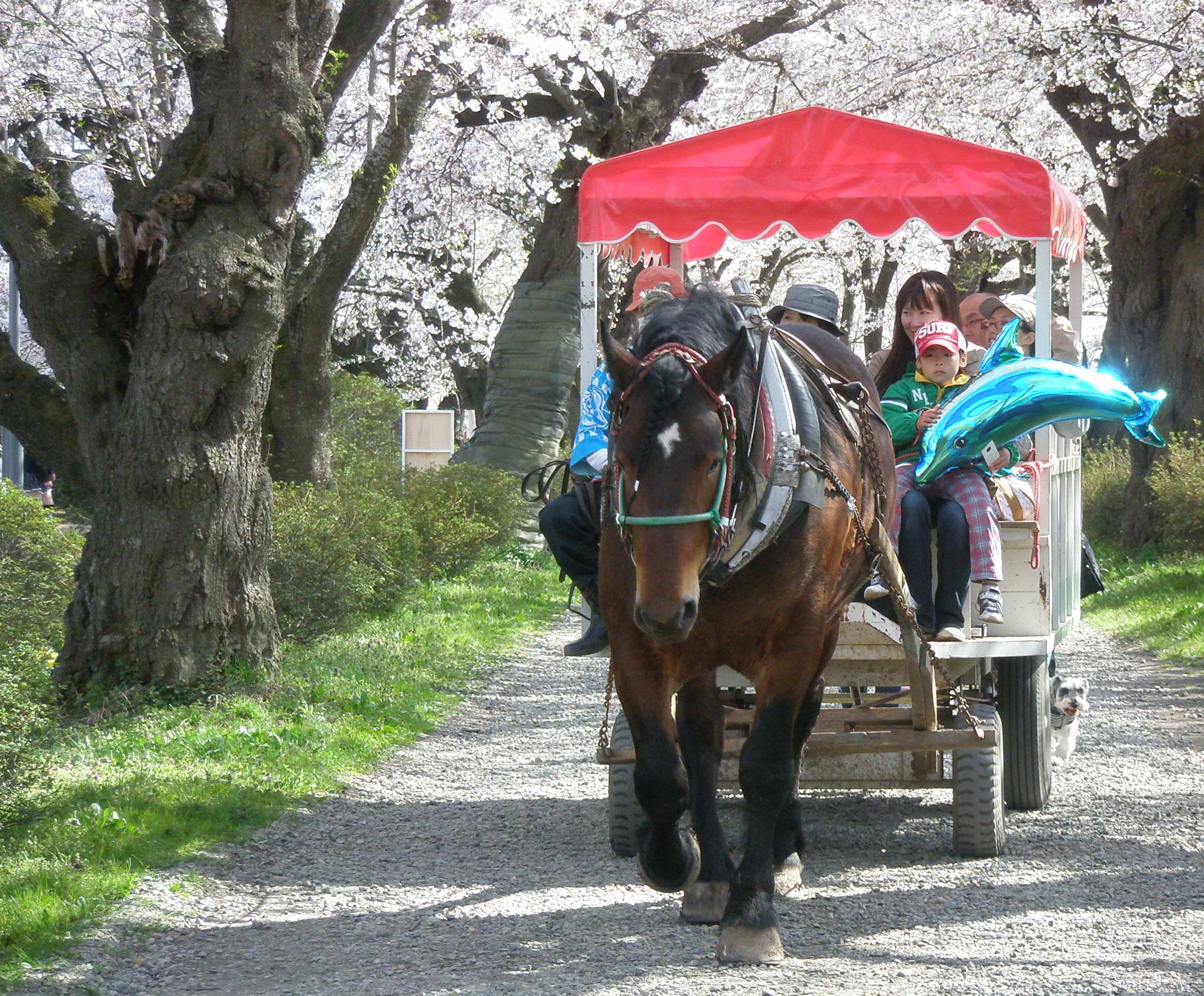 そうだ、北へ。『みちのく三大桜の名所』のススメ！　※2019年情報更新