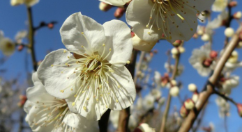 週末に行ける！関東のオススメ梅祭り3選！（2019年版）