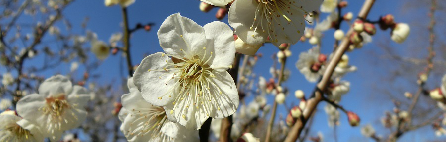 週末に行ける！関東のオススメ梅祭り3選！（2019年版）