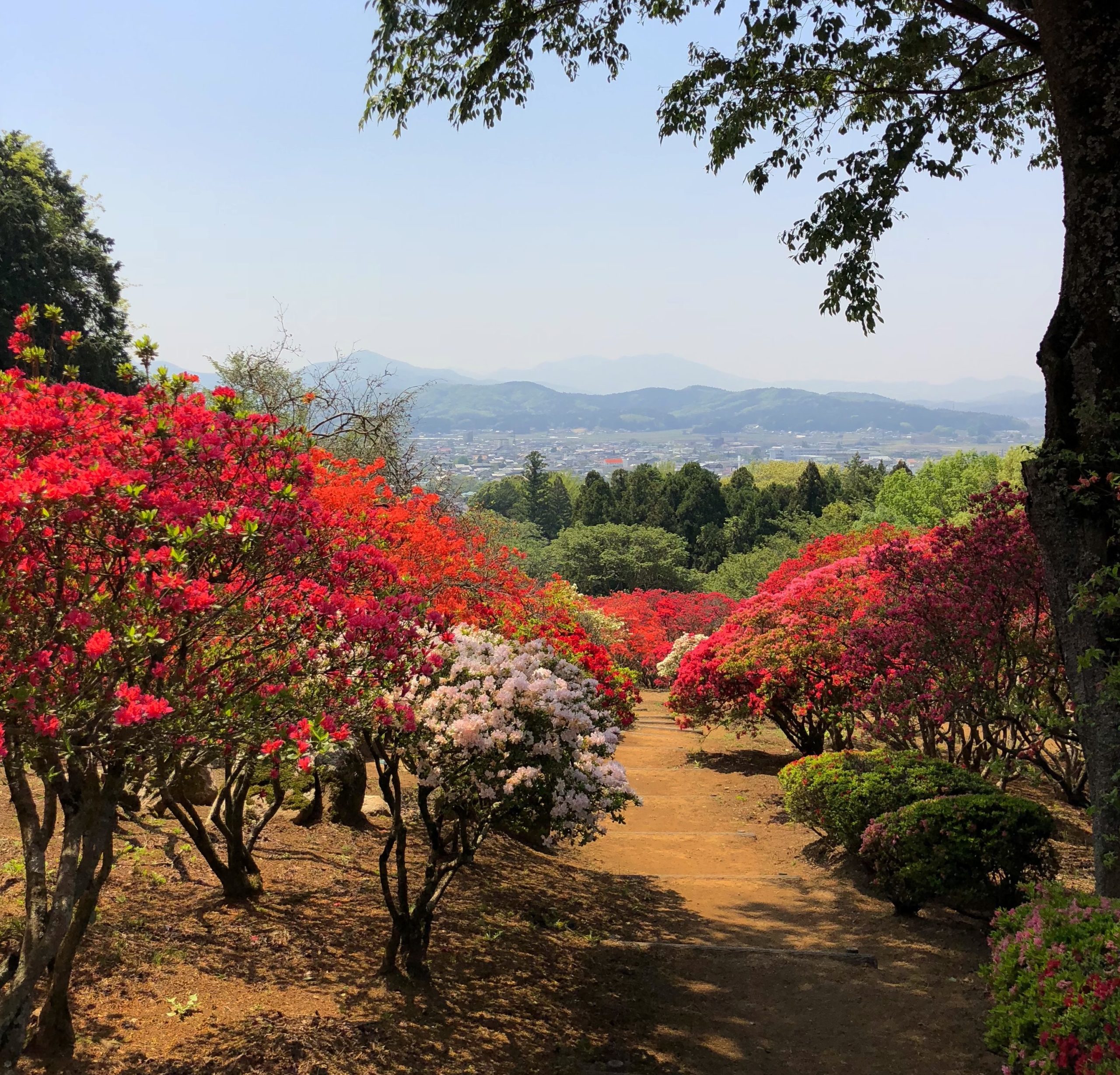 【圧倒的パノラマ！】笠間つつじまつりで春を満喫＆ネモフィラをハシゴしてみた