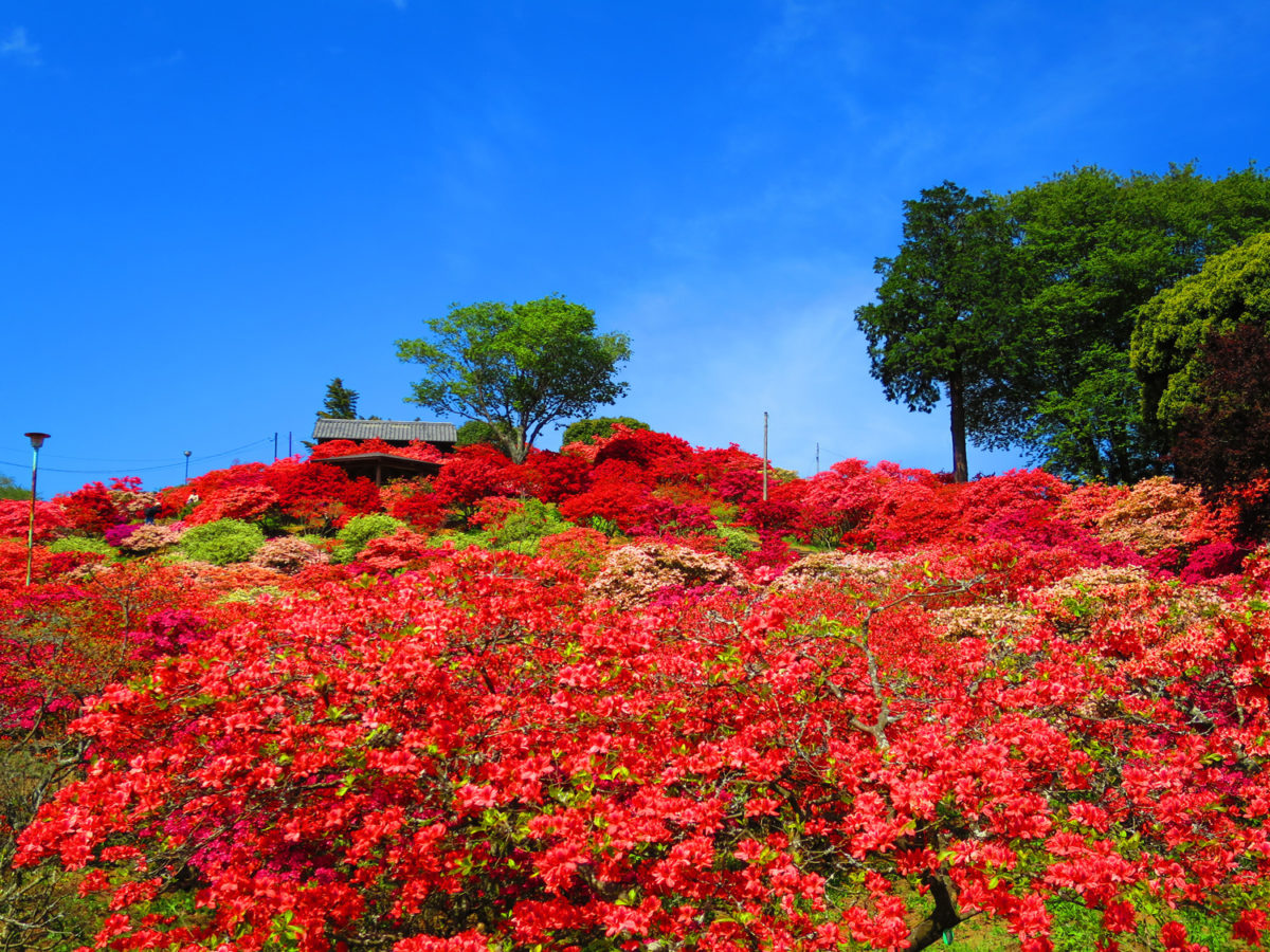 【今週末から開幕！】笠間つつじまつりの楽しみ方を、つつじ美人に聞いてみた【主催者インタビュー】