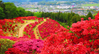 【絶景の山が赤く染まる日】笠間つつじまつりは４月１３日から５月６日まで【茨城県笠間市】