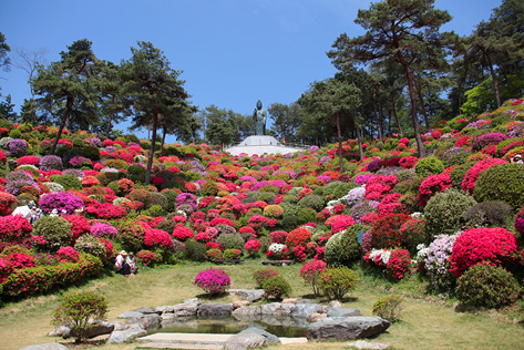 東京のオススメつつじまつり・スポット３選（2020年版）