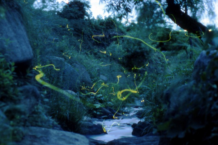 関東のオススメほたるまつり5選！2018年版