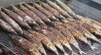 目黒のさんま祭り！持ち物やトイレ情報+主催者に聞いた楽しみ方＆宮古への想い