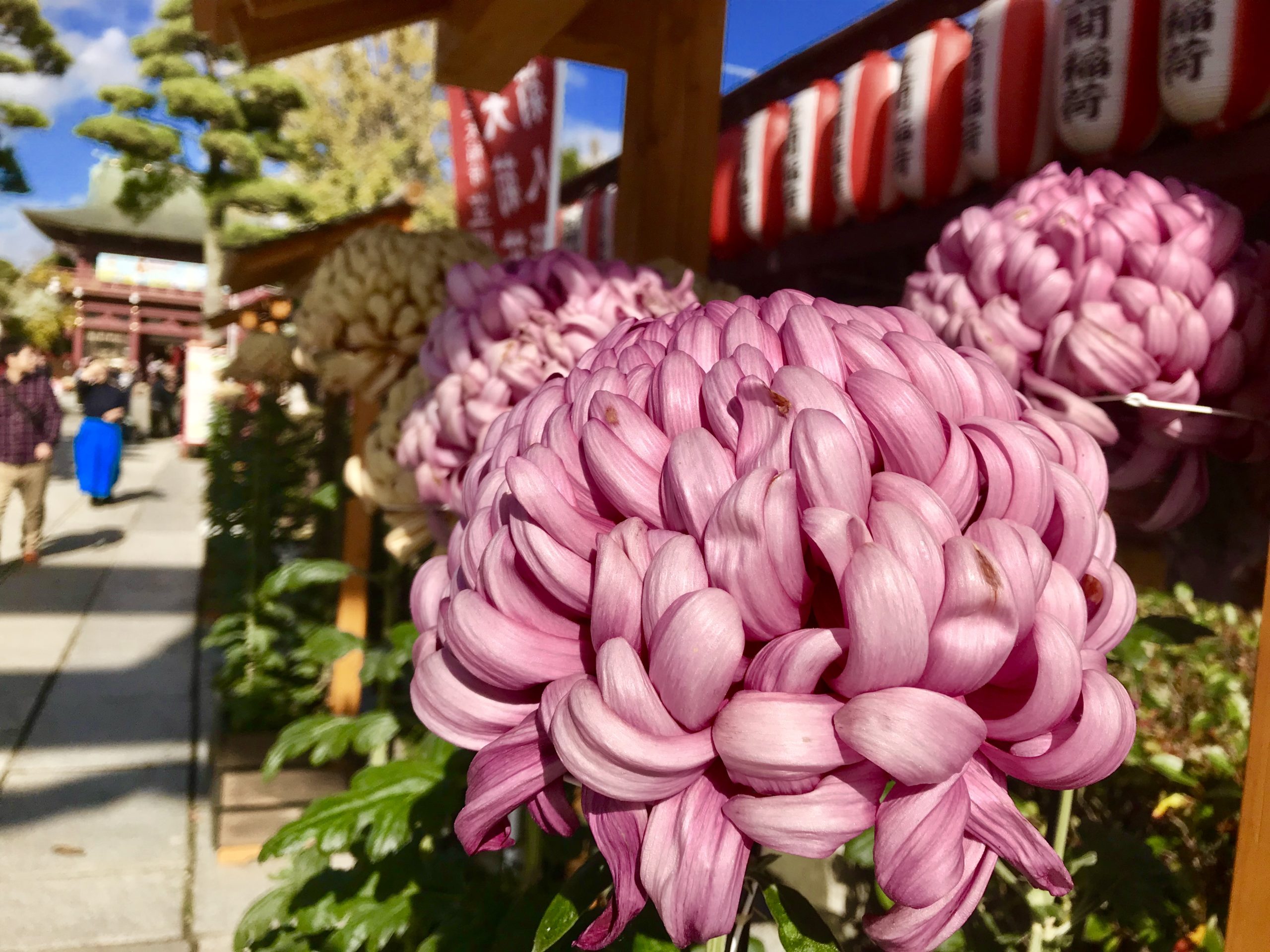 満開の菊と茨城の秋の味覚を堪能！1泊2日の笠間の菊まつりツアーをレポート