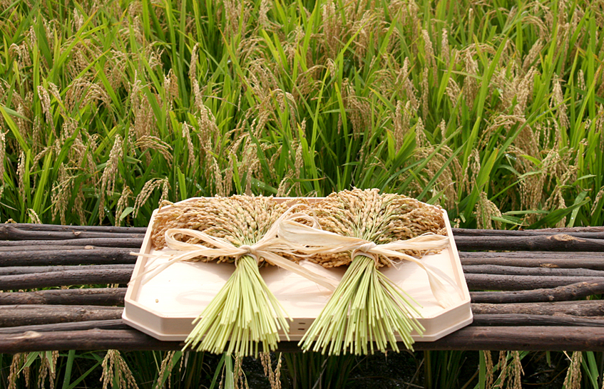 五穀豊穣に感謝！新嘗祭は勤労感謝の日のルーツ？2019年は大嘗祭の年だ！