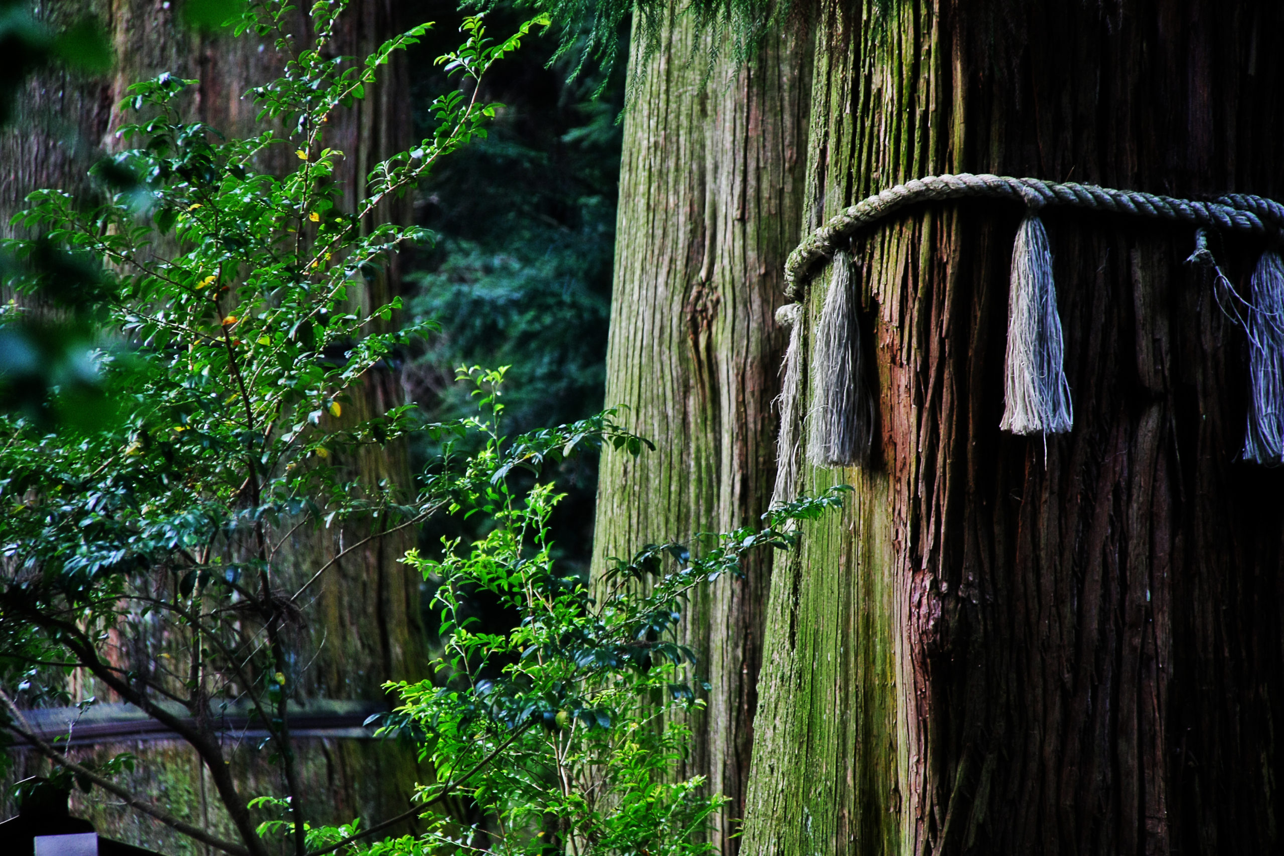 宮崎にて銀鏡（しろみ）神楽が奉納。台風犠牲者の跡を継ぎ、伝統を守る。【ニュースまとめ】