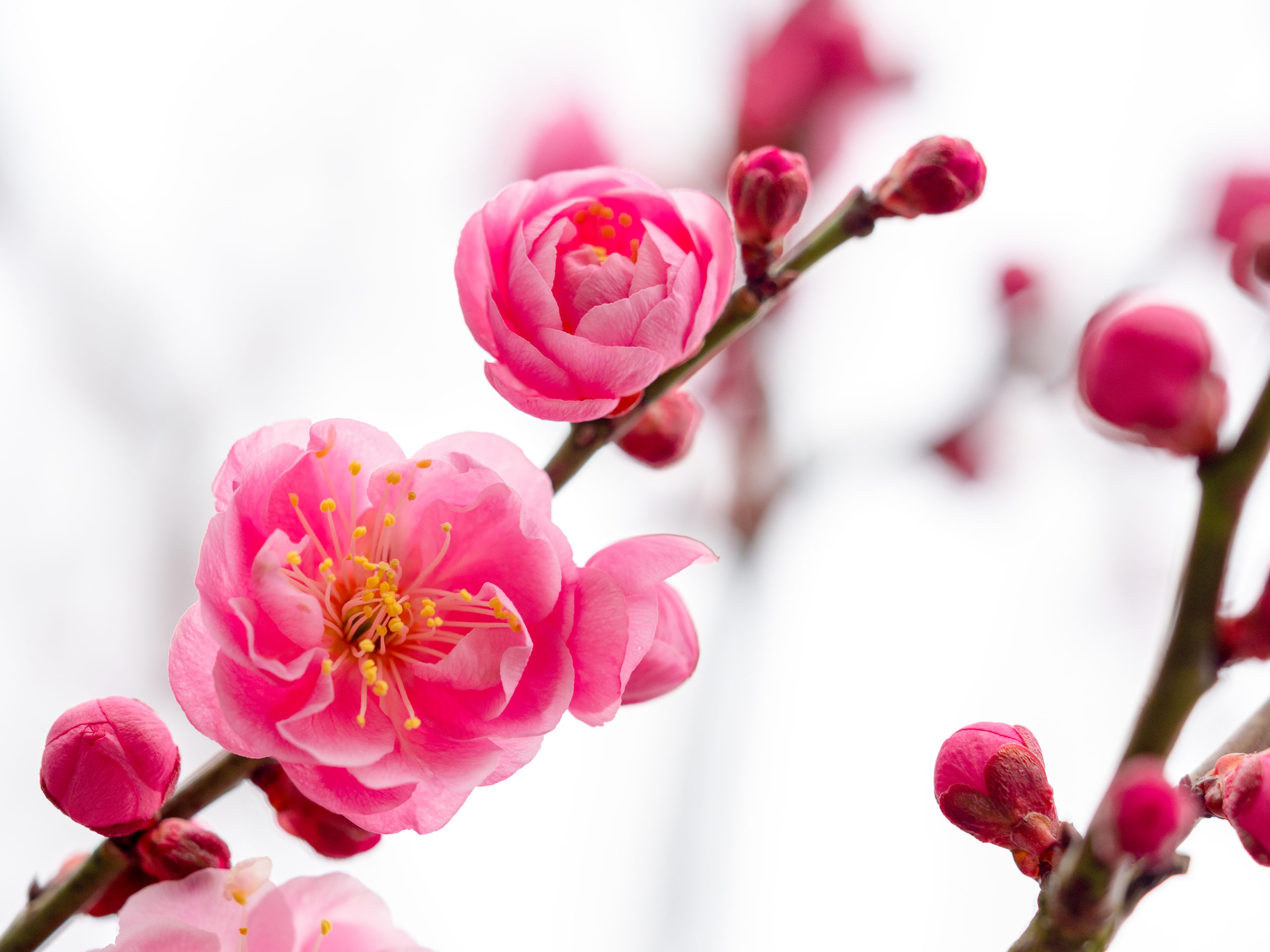 ”うそ”は幸運を招く鳥〜亀戸天神社　鷽替え神事〜年に一度しか手に入らない開運お守り