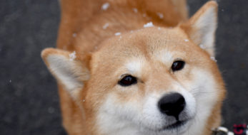 オマツリジャパンのライターが2019年に行きたいお祭り！独特の文化「奇祭」編！