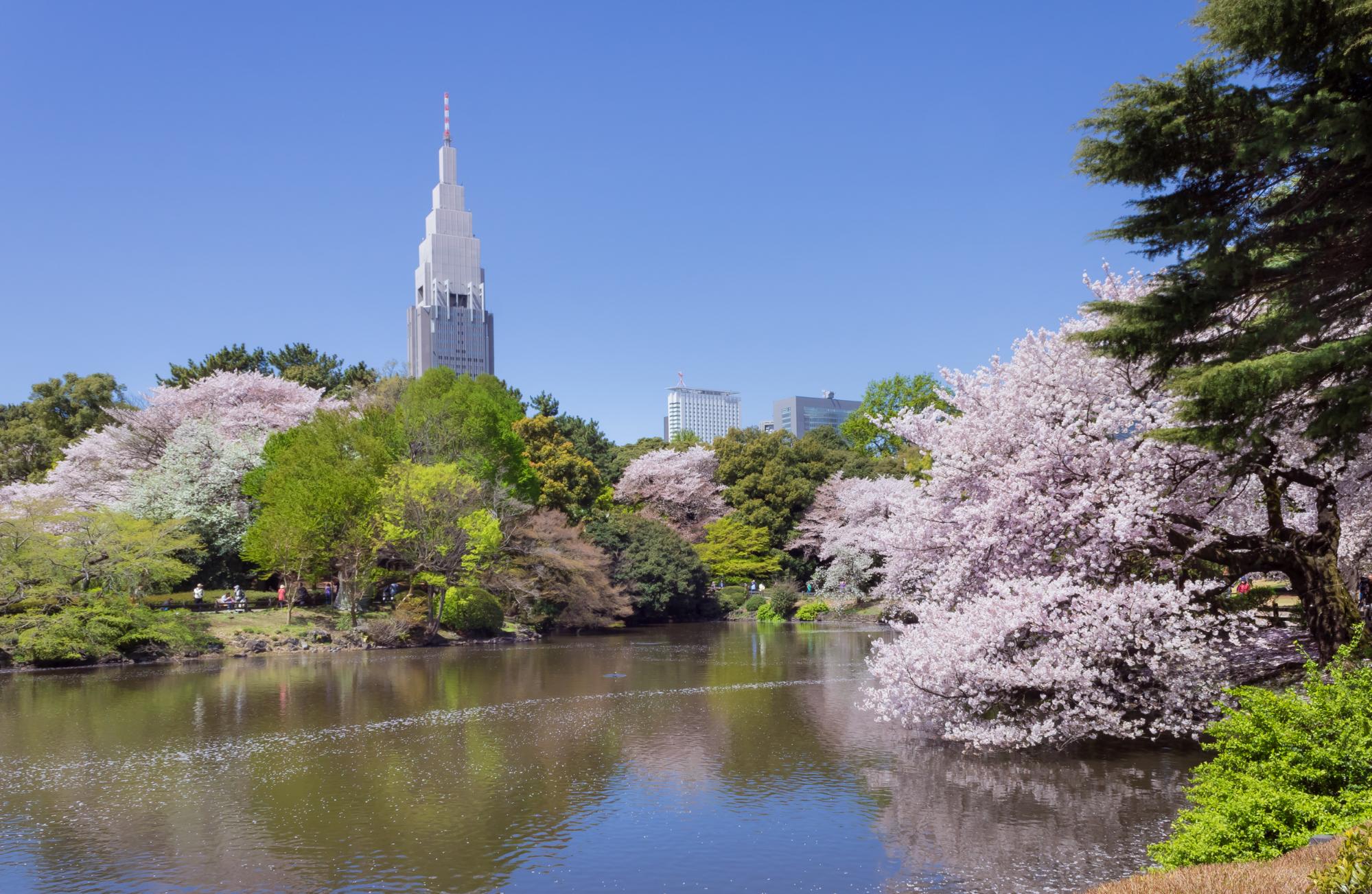 新宿御苑で桜！お花見の見どころ情報をご紹介！