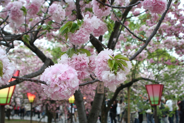 大阪造幣局「桜の通り抜け」でのお花見の楽しみ方をご紹介！