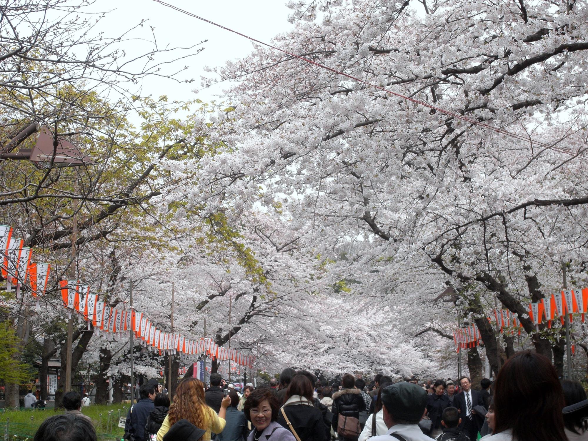 上野のお花見スポットおススメ5選！王道から穴場までご紹介！