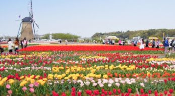 佐倉なのに…チューリップが有名なのはなぜ？？「佐倉チューリップフェスタ」の歴史と見どころ紹介