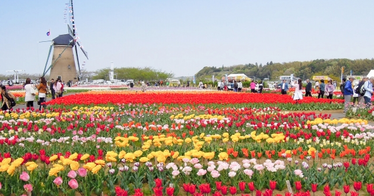 佐倉なのに…チューリップが有名なのはなぜ？？「佐倉チューリップフェスタ」の歴史と見どころ紹介