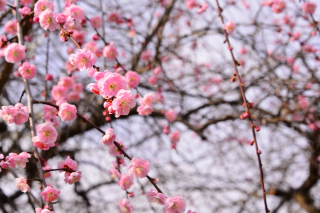 梅まつりで春を満喫しよう！全国の見所7選！