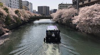 ＜見どころ紹介＞桜並木も！イベントも！両方楽しみたい「大岡川桜まつり」