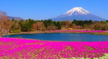 大型連休に出かけたい！「富士芝桜まつり」は富士山×芝桜のピンクが絶景！見どころをご紹介♪