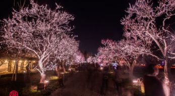 いよいよ春到来！100種類3,000本の梅がライトアップされる「夜・梅・祭」（花火もあるよ！）