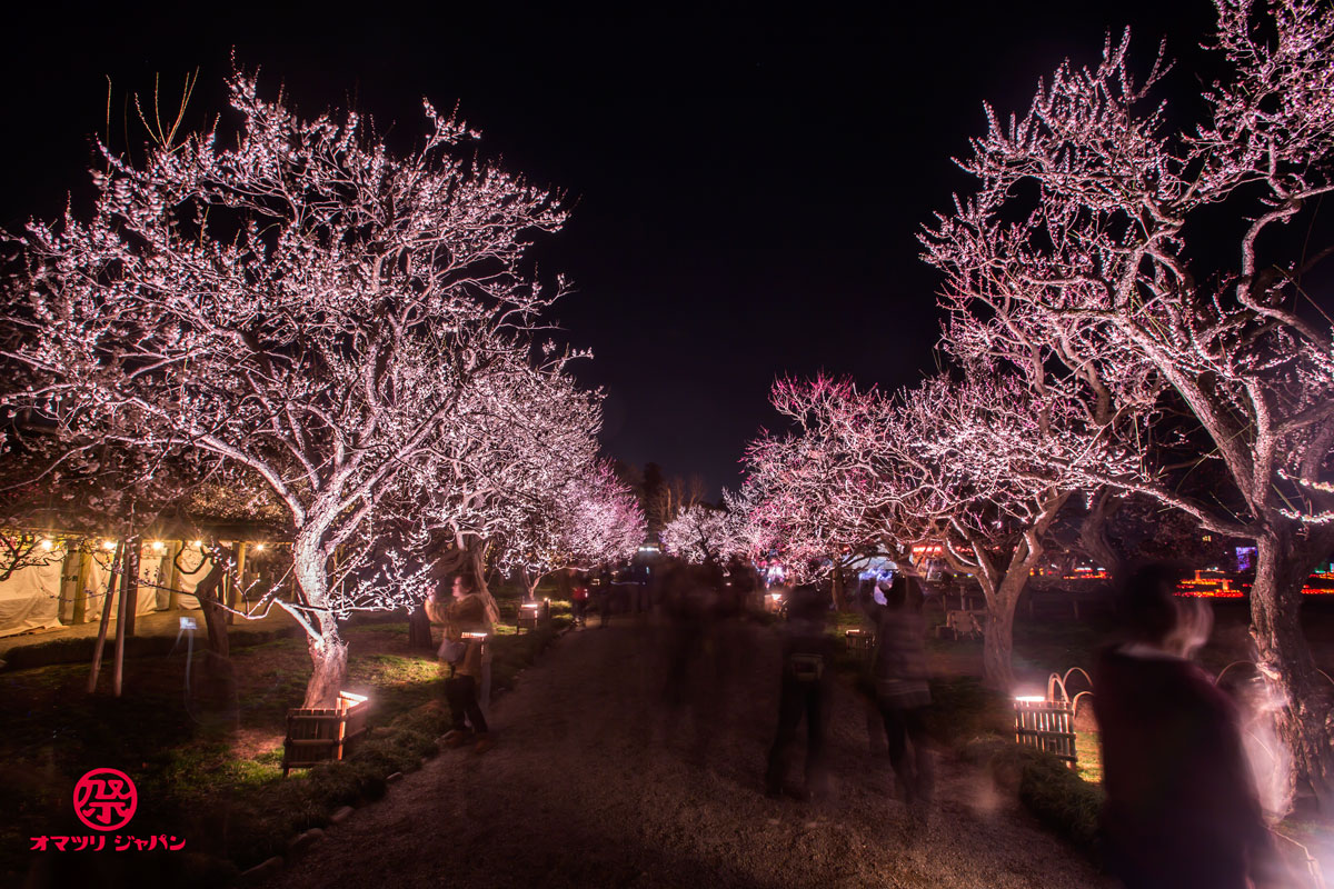 いよいよ春到来！100種類3,000本の梅がライトアップされる「夜・梅・祭」（花火もあるよ！）