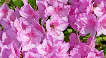 沖縄はつつじが満開！「東村つつじ祭り」の映え投稿をまとめてご紹介！