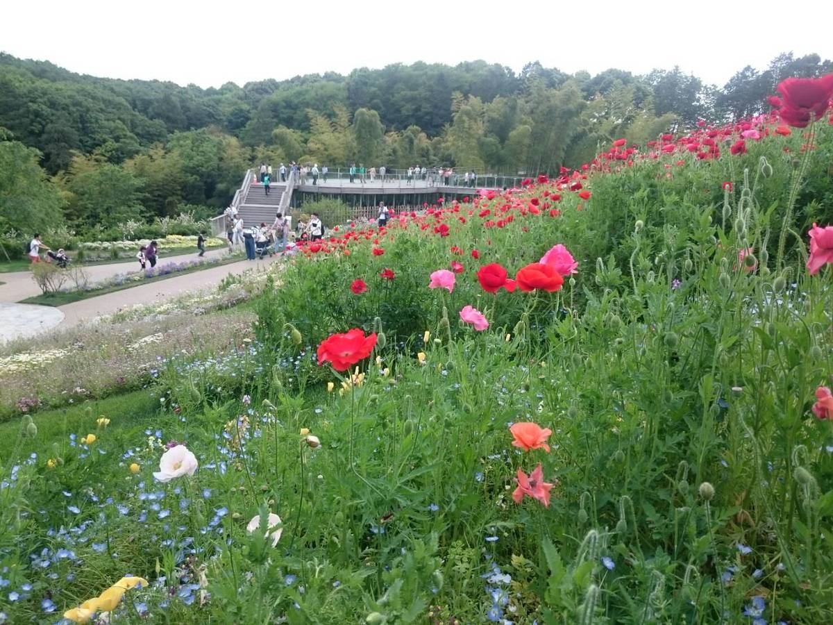 「里山ガーデンフェスタ」は色とりどりの花が楽しめる♪2020年春の見どころは？