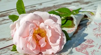 ガーデンネックレス横浜の見どころはバラ？それともユリ？？