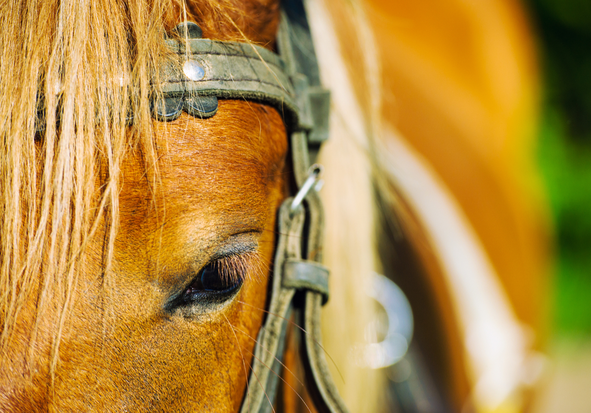 飾り馬ってご存知でしたか？篠塚稲荷神社のカラフル神馬！SNS一挙大公開！