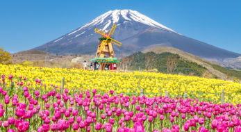 「天空のチューリップ祭り」は家族連れからペットまで楽しめる♪見どころをご紹介！