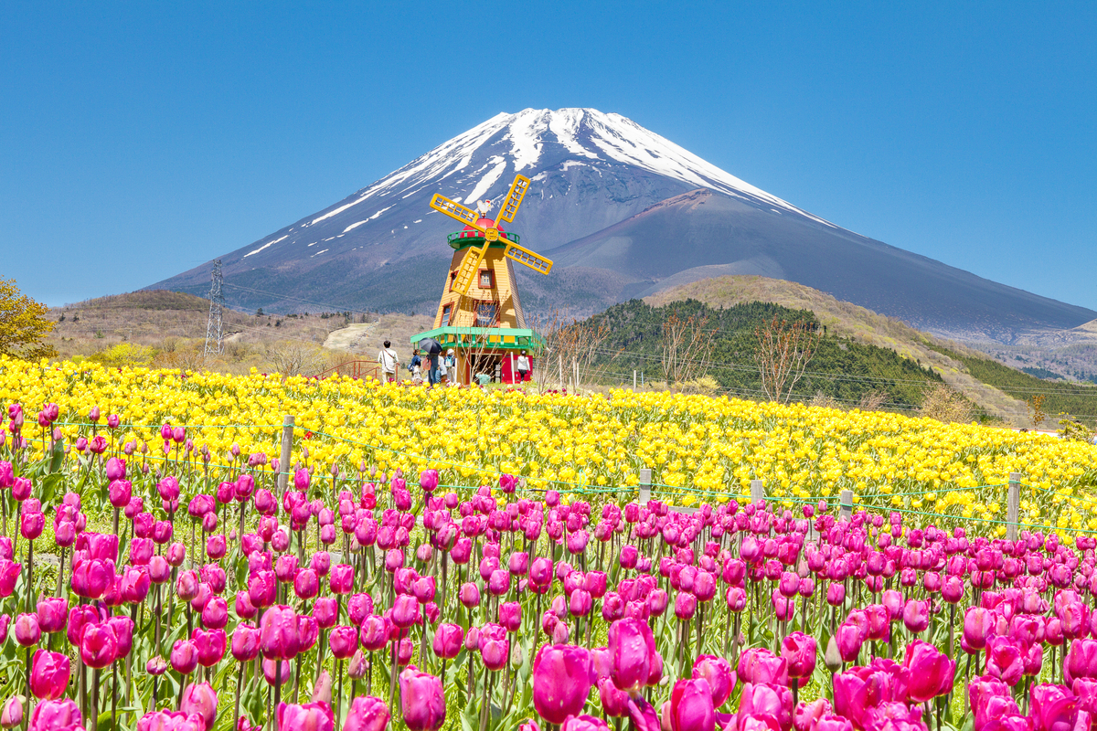 「天空のチューリップ祭り」は家族連れからペットまで楽しめる♪見どころをご紹介！