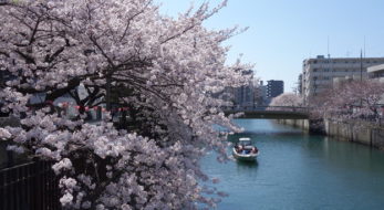 桜の下で気持ちよく飲んじゃおう♪「大岡川さくらまつり」のグルメ情報と見どころをご紹介！