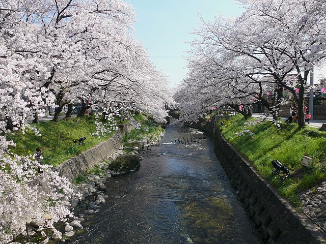 屋台と桜、どっちが多い？「岩倉桜まつり」の見どころ紹介！
