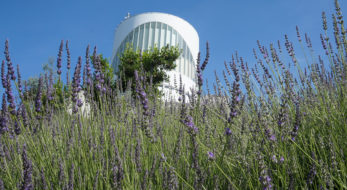 松田町ハーブフェスティバルは、日帰り女子旅にピッタリ！？空中庭園でぜいたくお茶会