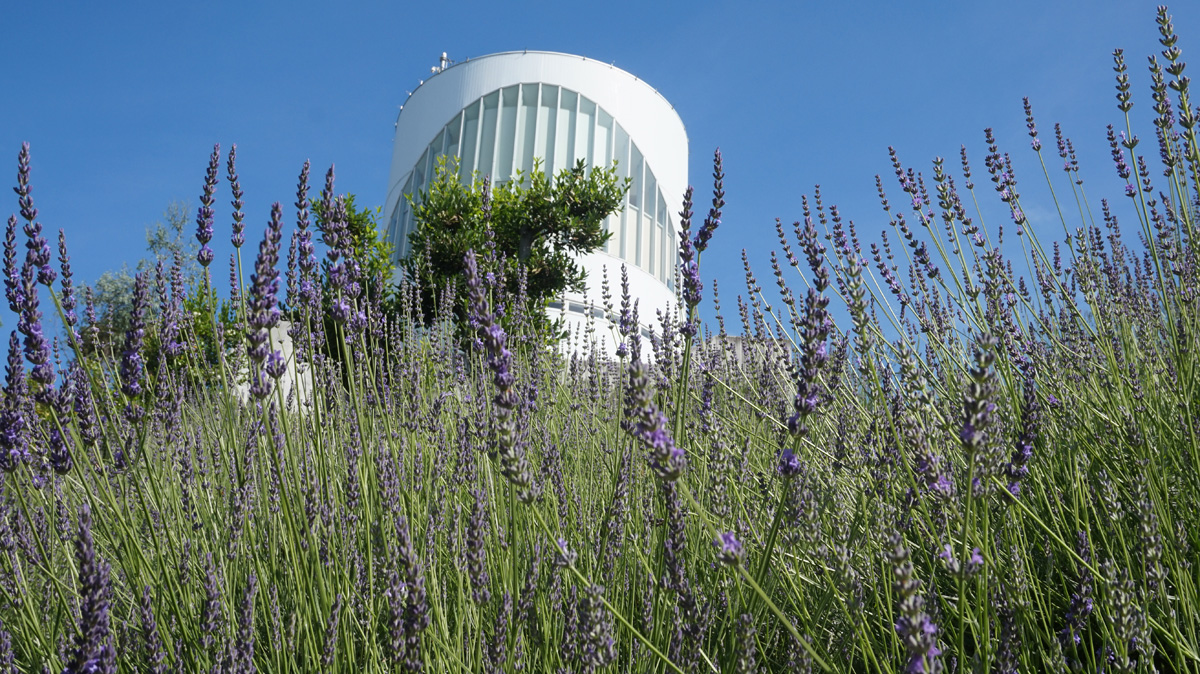 松田町ハーブフェスティバルは、日帰り女子旅にピッタリ！？空中庭園でぜいたくお茶会