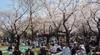 2023年は「どうする家康」からあの人が！満開の桜も楽しめる「静岡まつり」は3／31スタート！