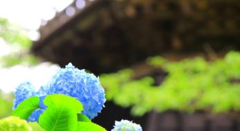 京都のあじさい祭り５選、古都の雰囲気でインスタ映え間違いなし！