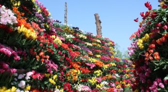 カラフルに映える、富山の春の風物詩！となみチューリップフェアの魅力とは？