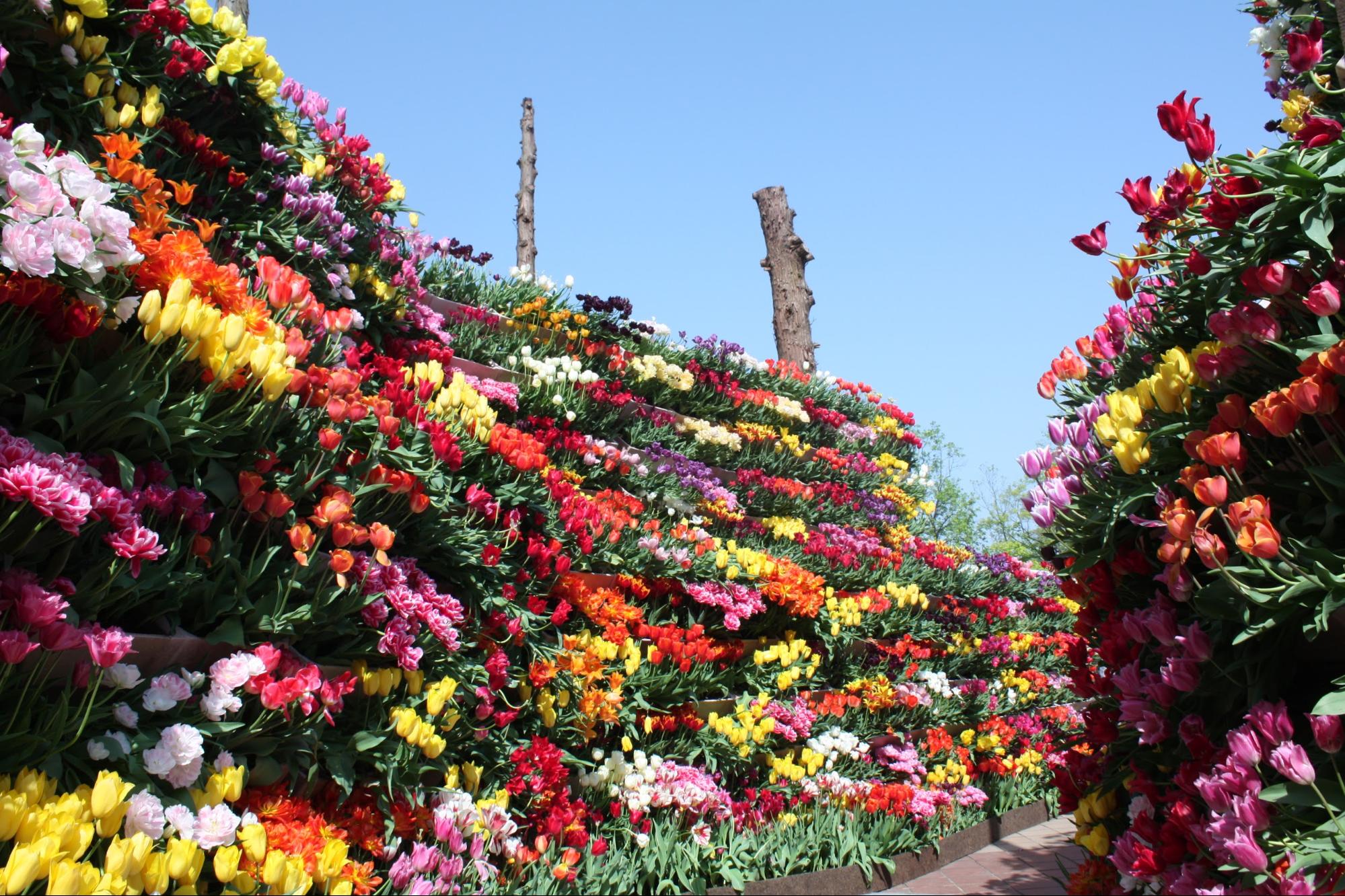 カラフルに映える、富山の春の風物詩！となみチューリップフェアの魅力とは？