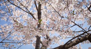 2019年の見頃はいつ？幸手桜まつりに足を運んだ人々の映え投稿をご紹介！