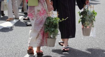 朝顔市、2020年の開催情報は？入谷に代表される朝顔まつりをご紹介！