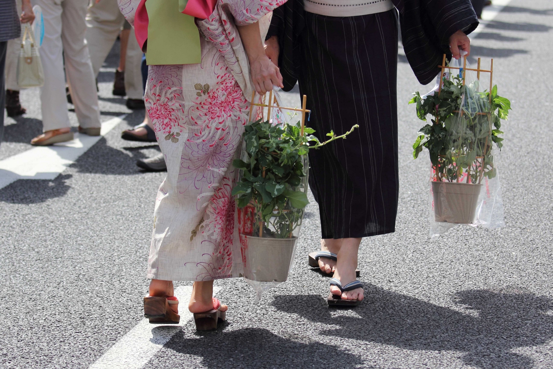 朝顔市、2020年の開催情報は？入谷に代表される朝顔まつりをご紹介！