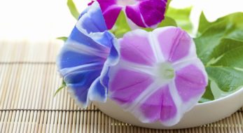 「入谷朝顔まつり」で夏休み気分を先取り！大人になった今育てたい”幻の朝顔”も