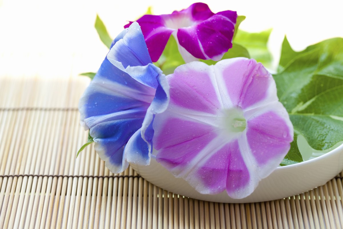 「入谷朝顔まつり」で夏休み気分を先取り！大人になった今育てたい”幻の朝顔”も