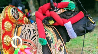 2023年通常開催！ユネスコ遺産「壬生の花田植」！着飾った牛と華やかな早乙女が田園に映える