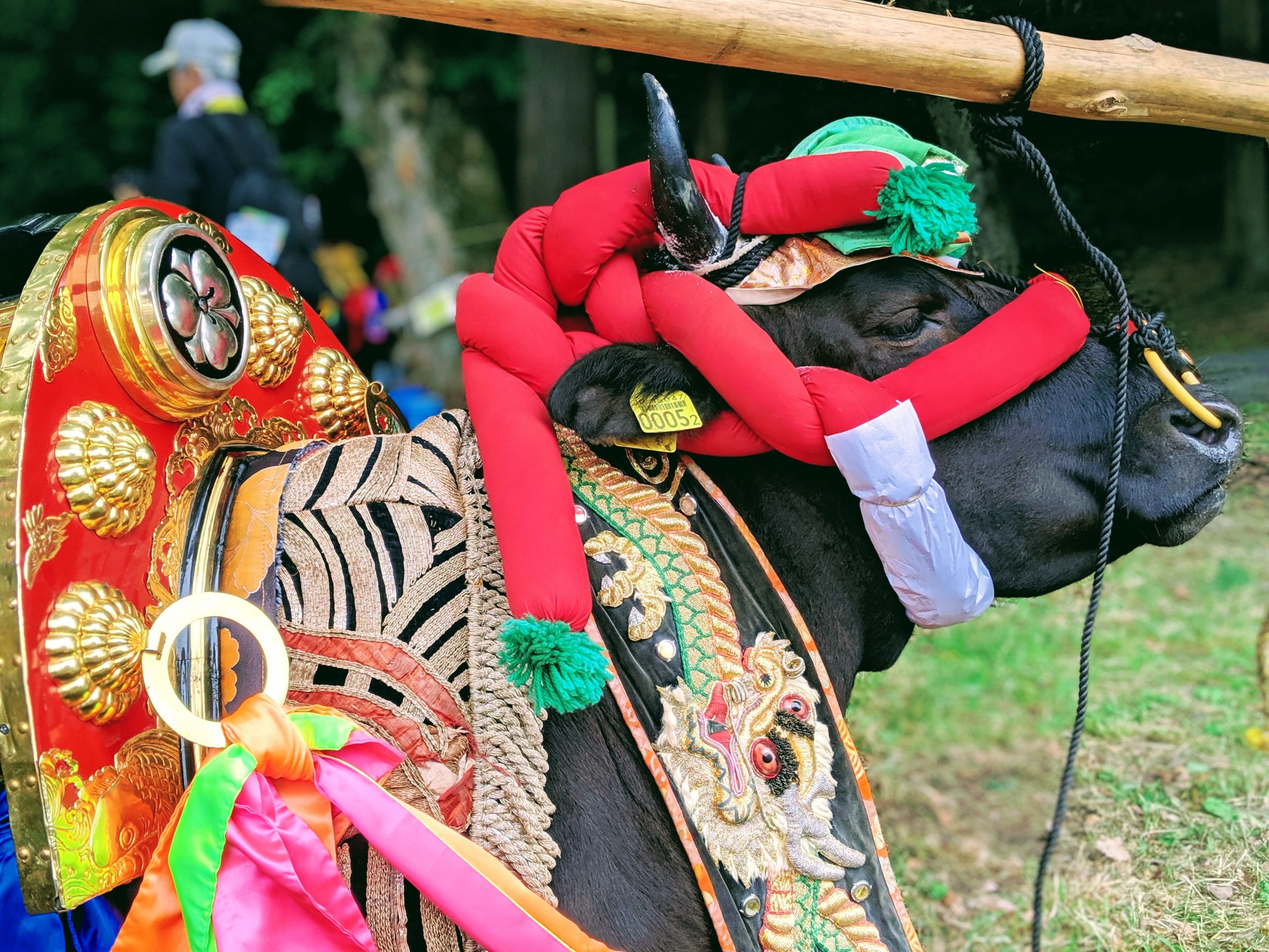 2023年通常開催！ユネスコ遺産「壬生の花田植」！着飾った牛と華やかな早乙女が田園に映える