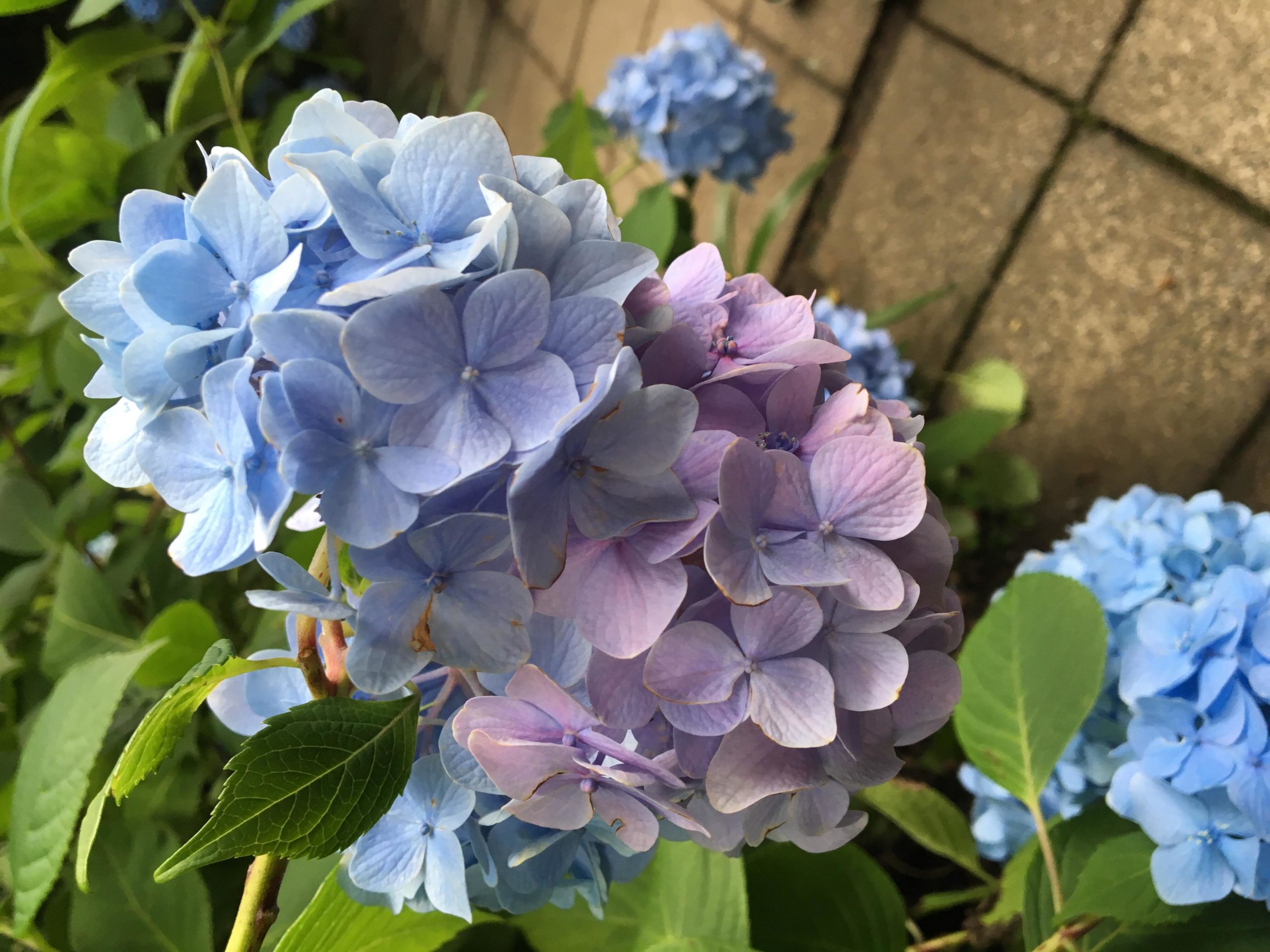 明月院のあじさい「明月院ブルー」〜鎌倉で静かに楽しめるあじさいをご紹介〜