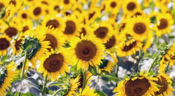 清瀬ひまわりフェスティバルの楽しみ方をご紹介！都内からアクセス良好！2020情報も！