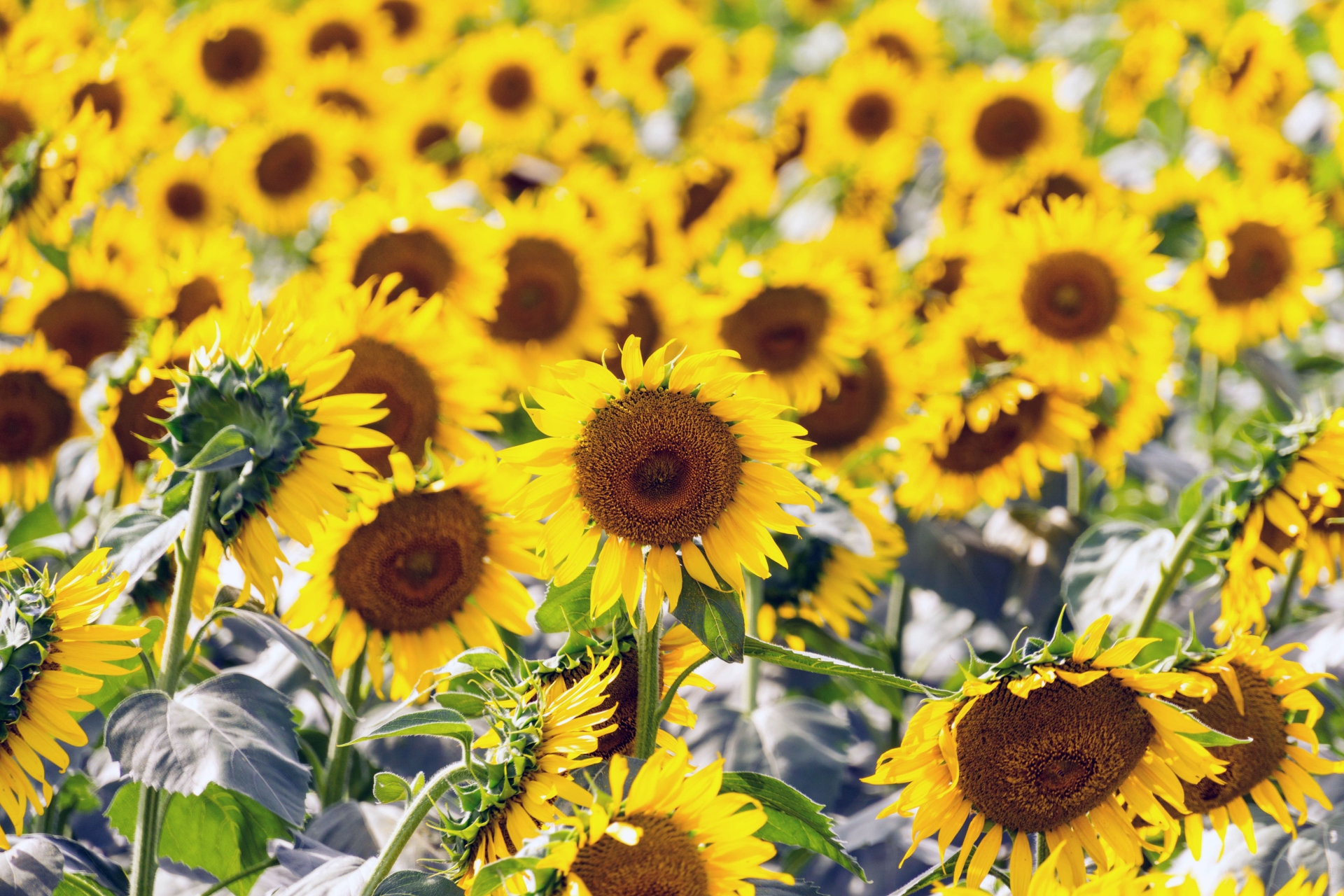 清瀬ひまわりフェスティバルの楽しみ方をご紹介！都内からアクセス良好！2020情報も！